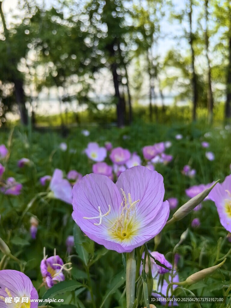 春日草地中的紫色小花
