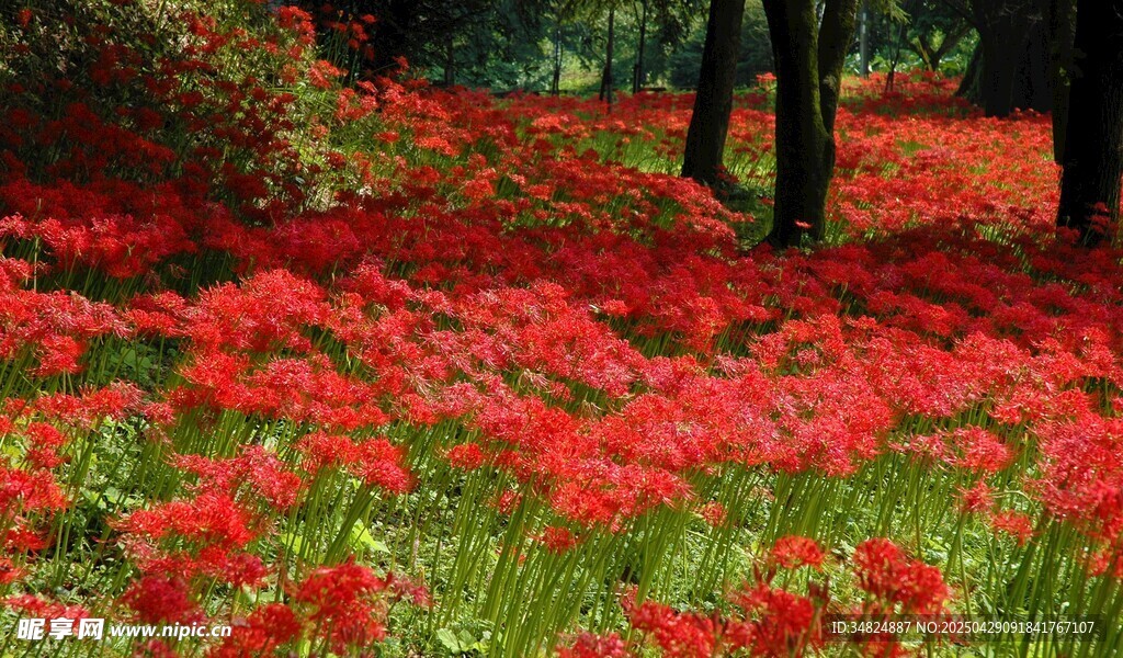 火紅花海中的林間景致