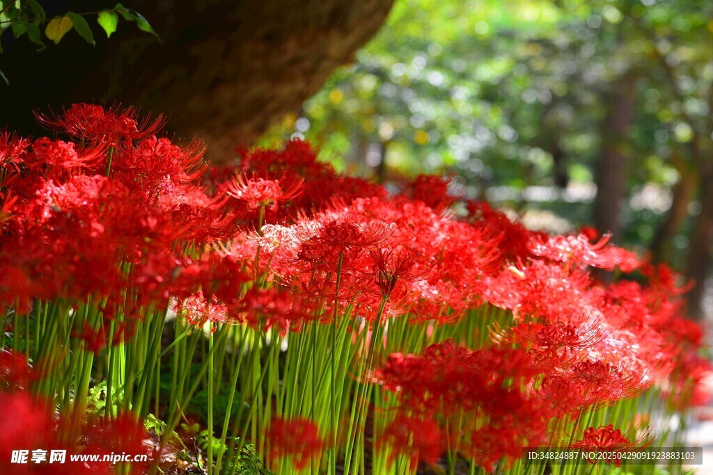 艷麗朱頂紅綻放于林間