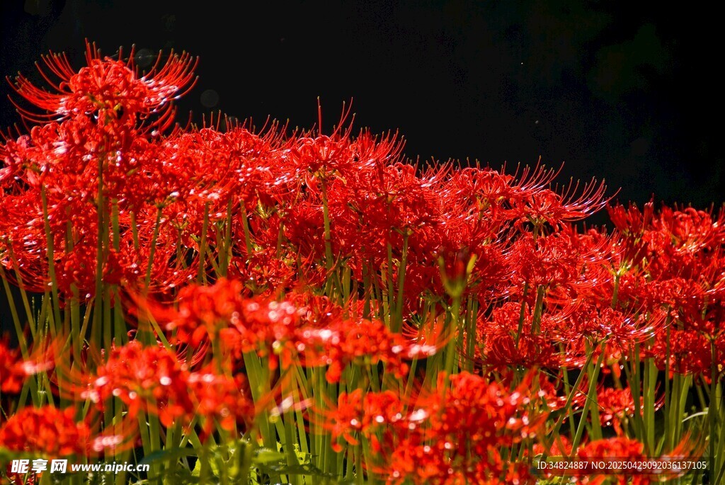 火紅絢爛彼岸花