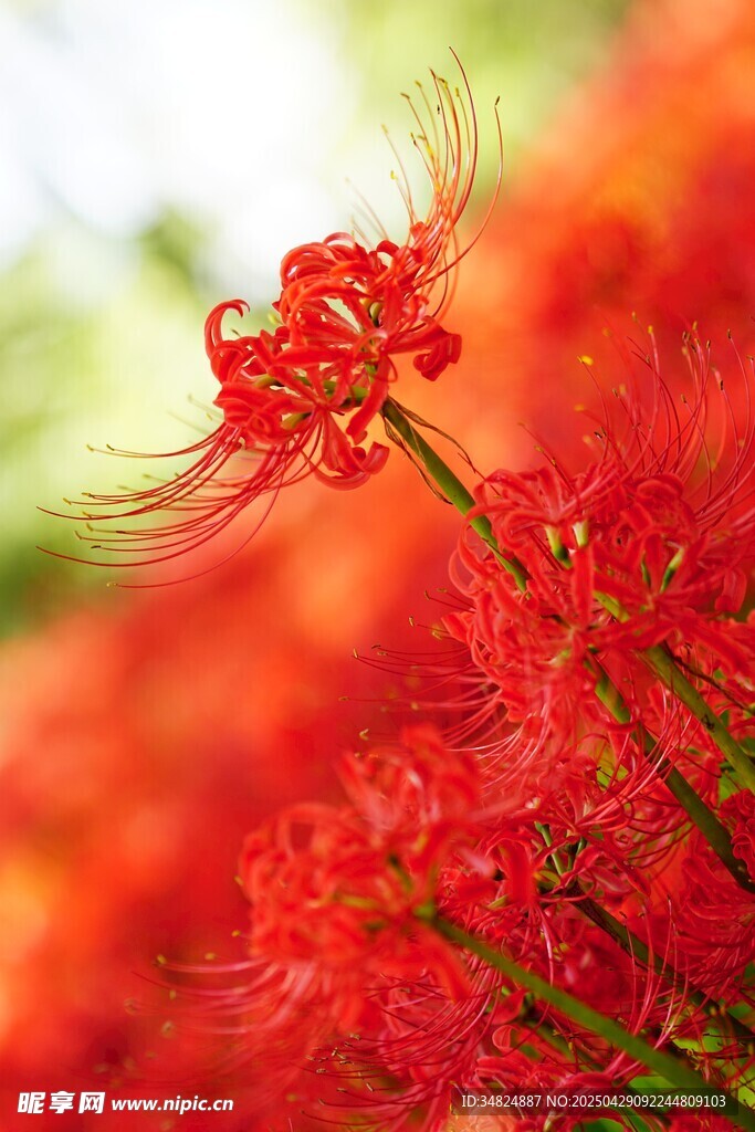 艷麗紅色彼岸花特寫