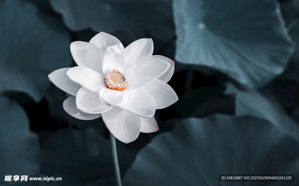 潔白荷花綻放于綠葉間