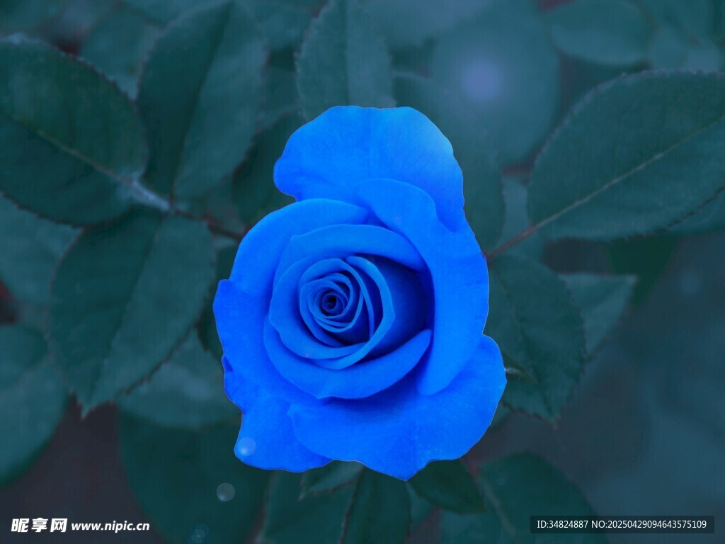 藍(lán)色玫瑰特寫