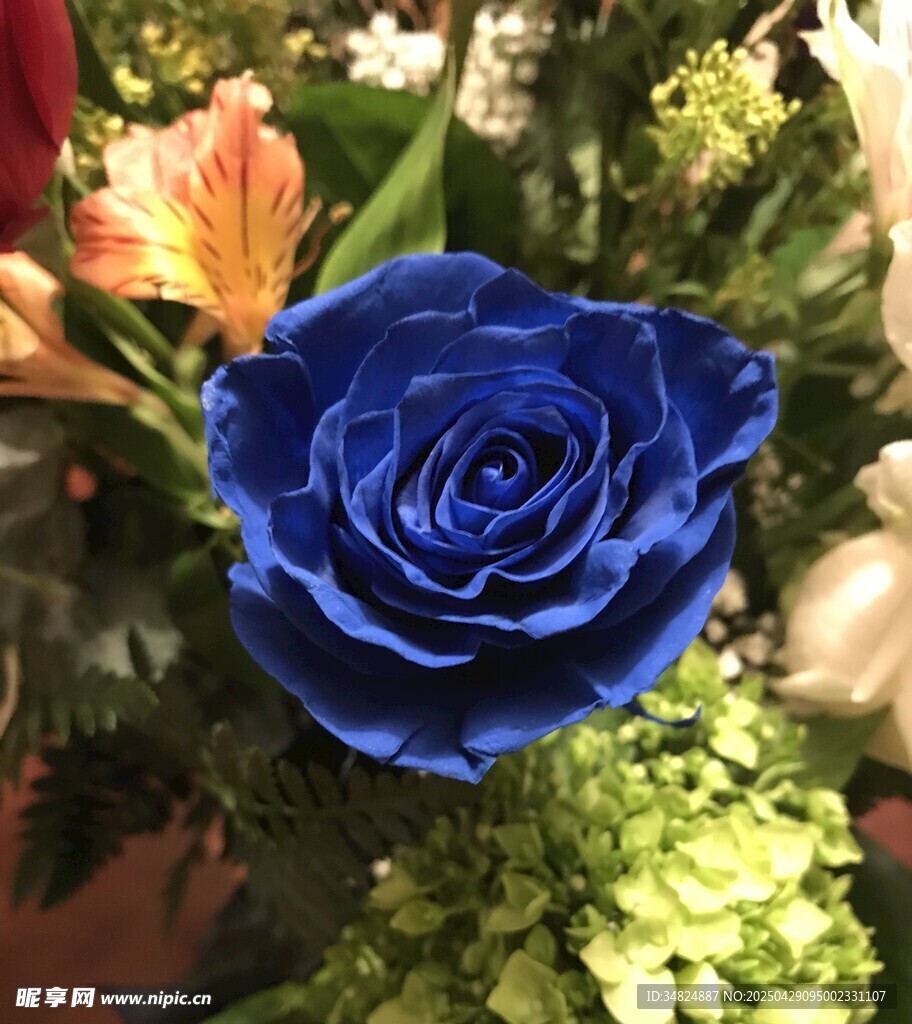 藍(lán)色玫瑰綻放于花叢中