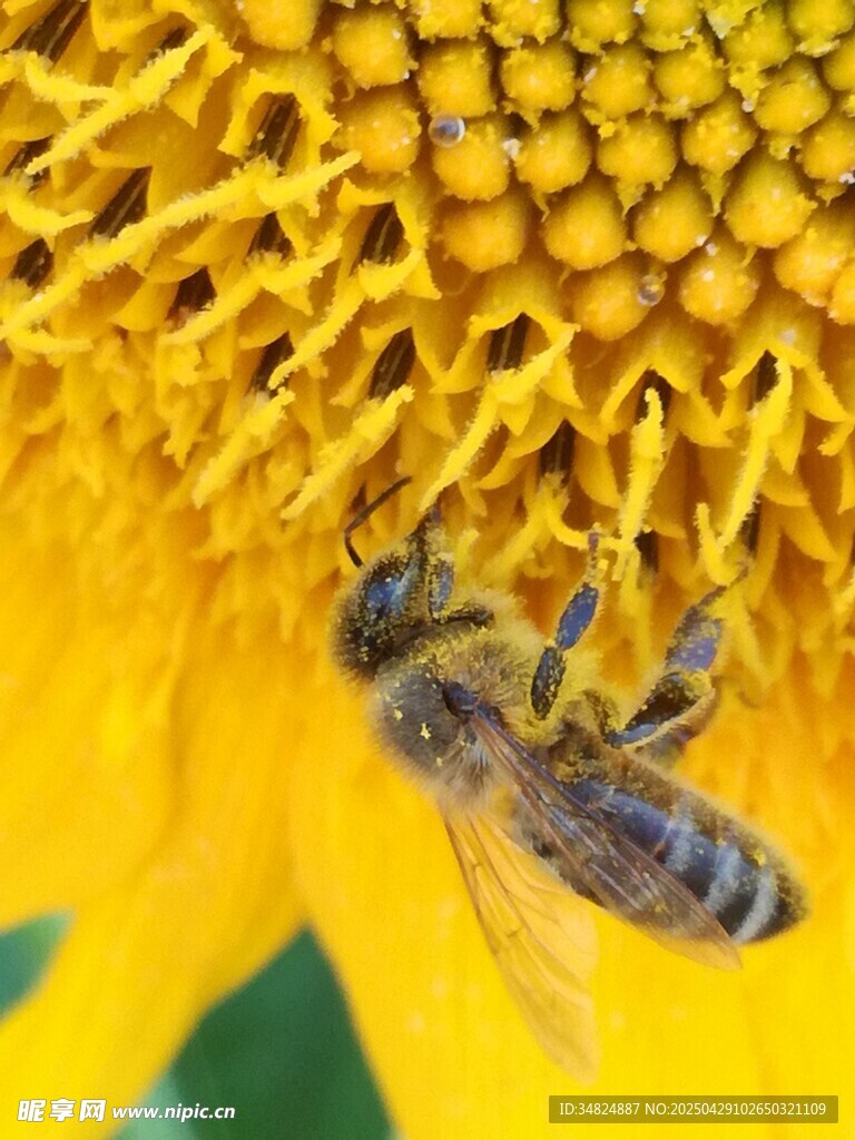 蜜蜂采蜜于燦爛向日葵中