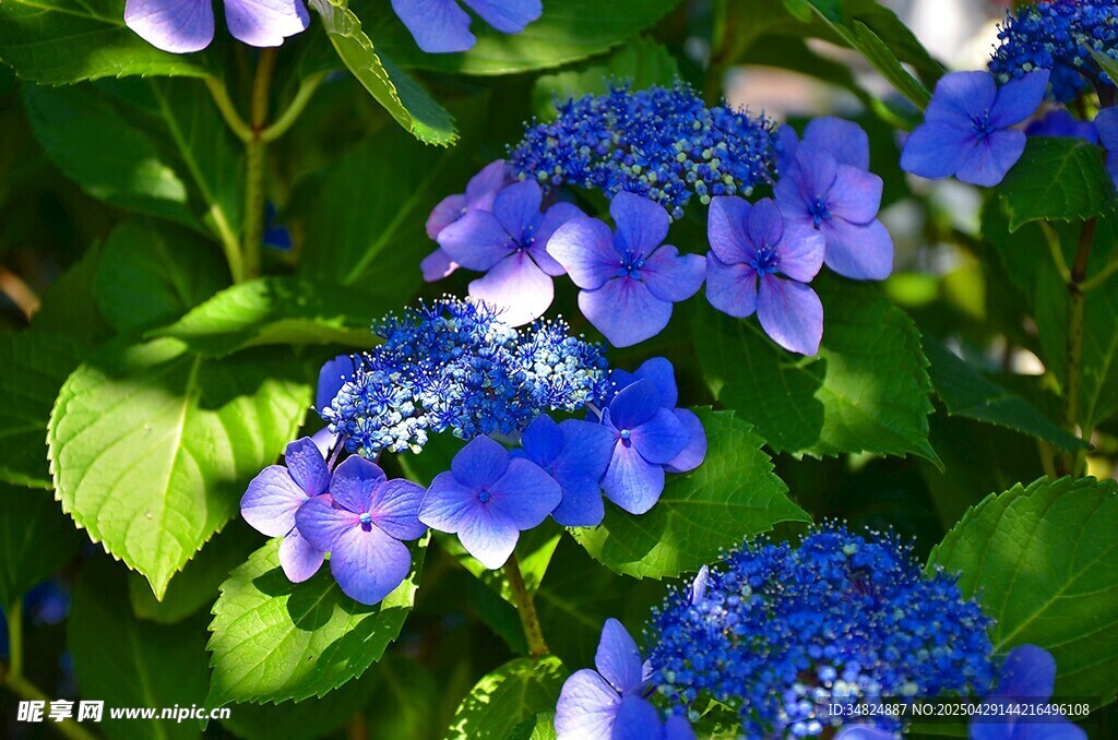 藍繡球花