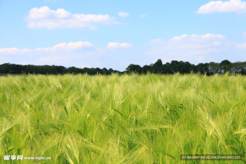翠綠麥田與藍天美景