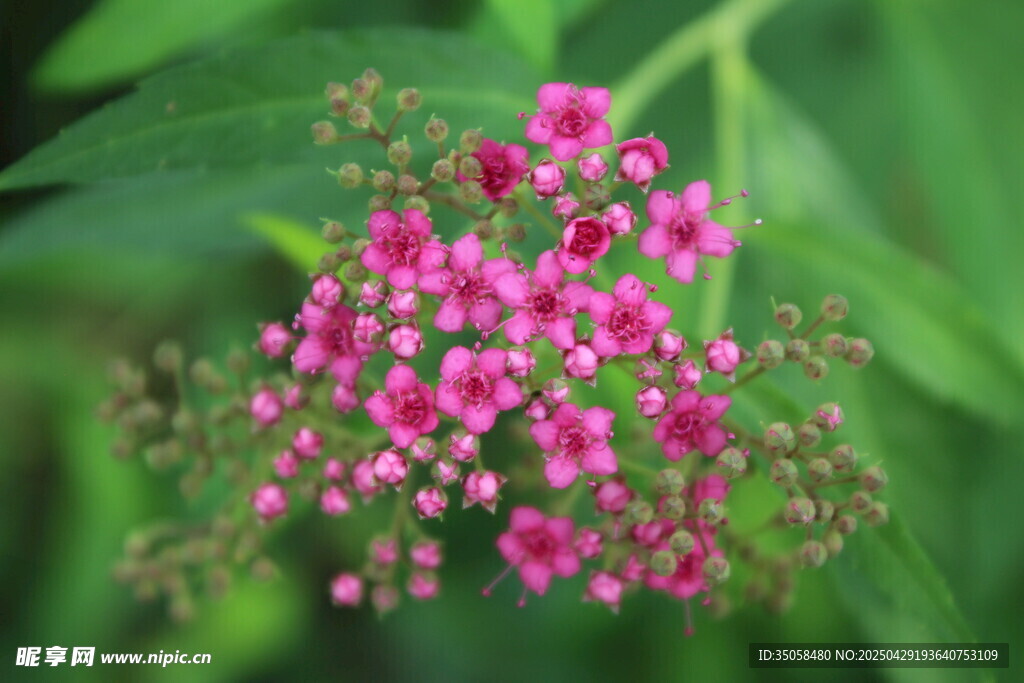 粉花繡線菊