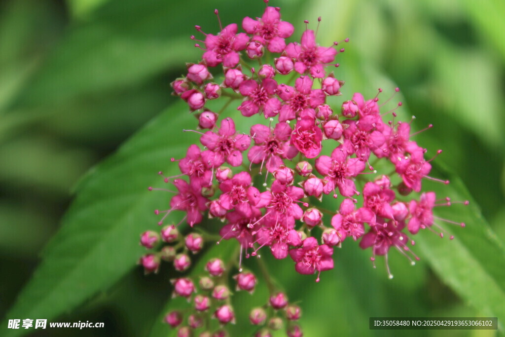粉花繡線菊