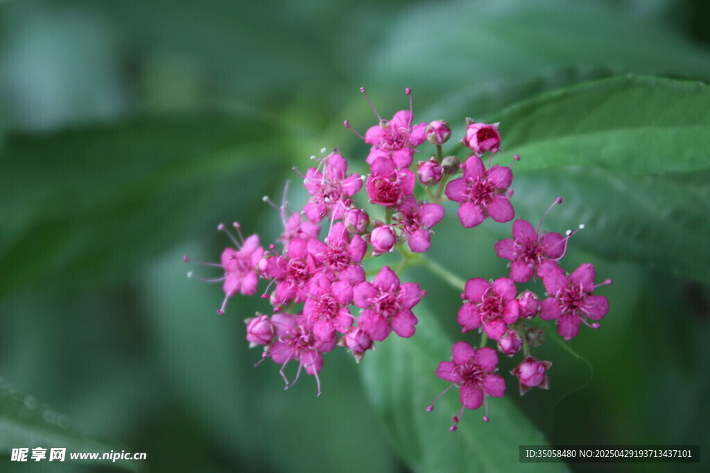 粉花繡線(xiàn)菊