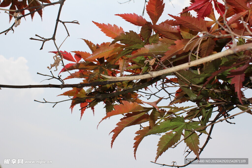 枝頭紅葉展秋意
