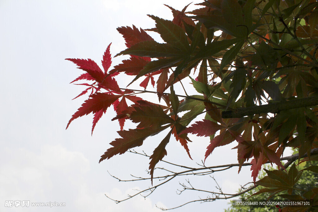 紅楓葉枝 展現自然之美