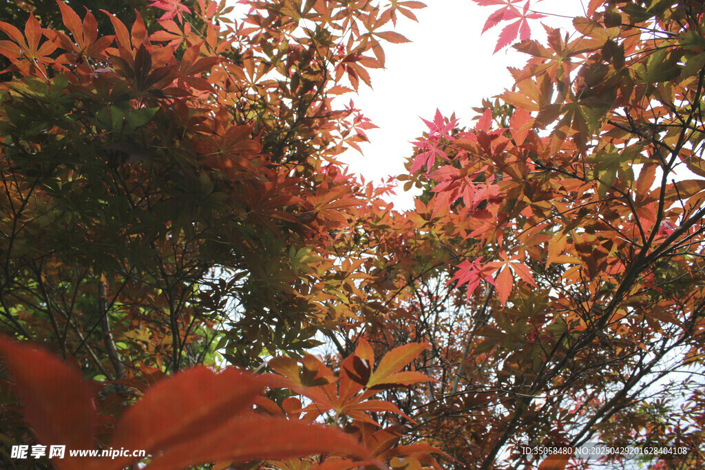 秋日紅樹葉景