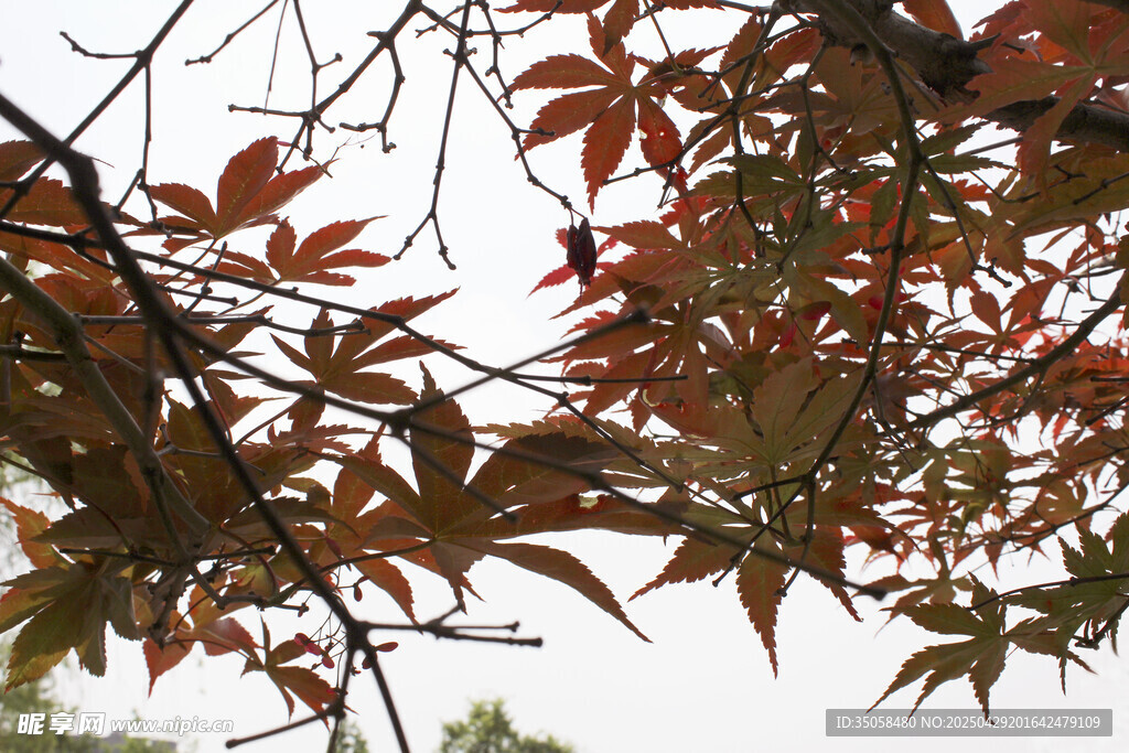 秋日紅楓葉樹枝特寫