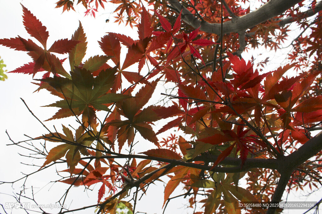 秋日紅楓葉特寫