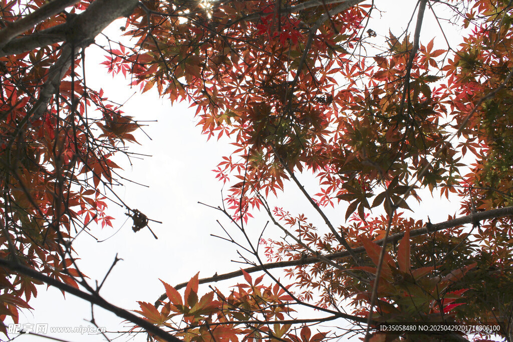 秋日紅楓葉樹枝特寫