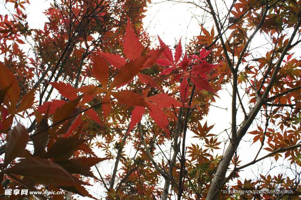 秋日紅楓葉景
