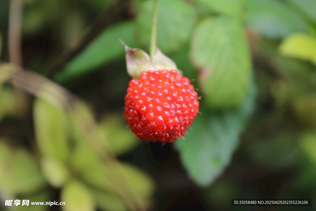 鮮紅野莓掛于綠葉間
