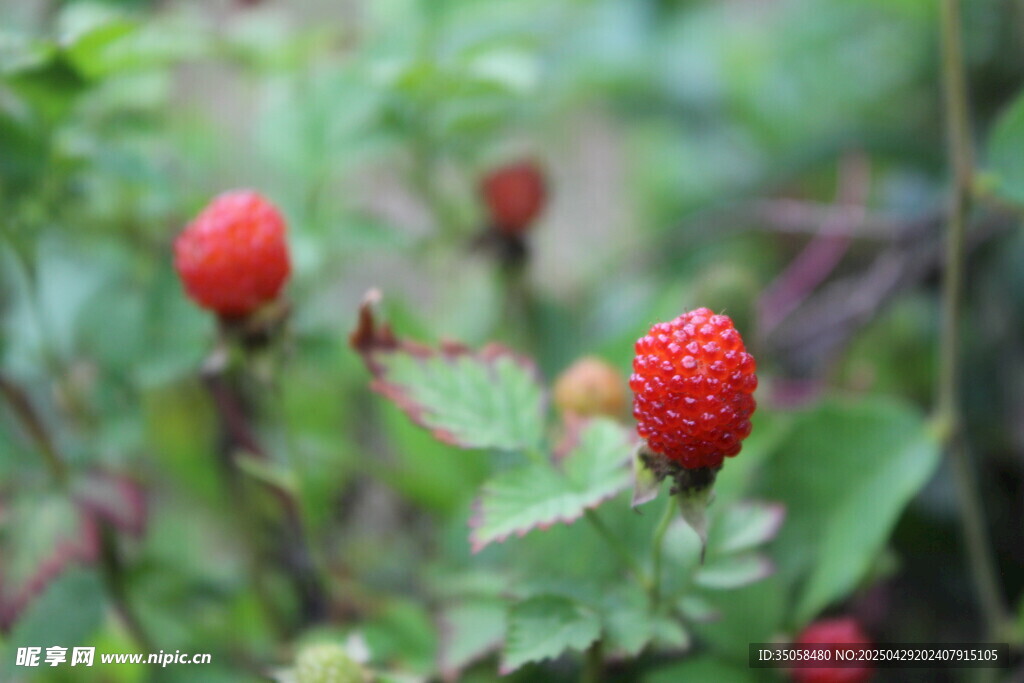 野外鮮紅的野生草莓