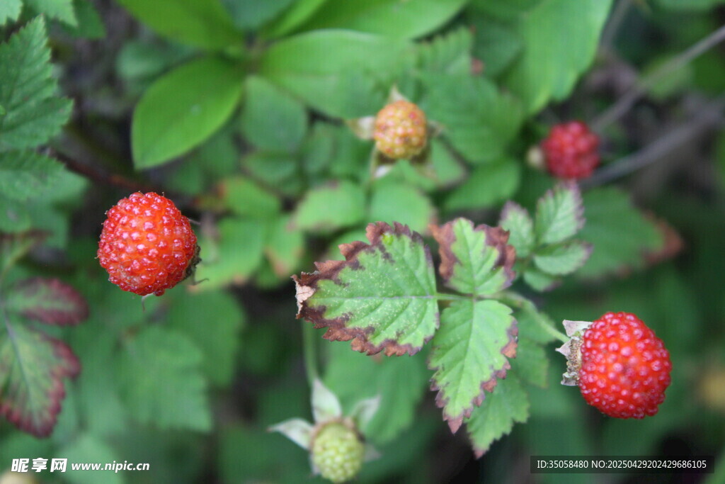 野草莓植株上的紅色果實(shí)