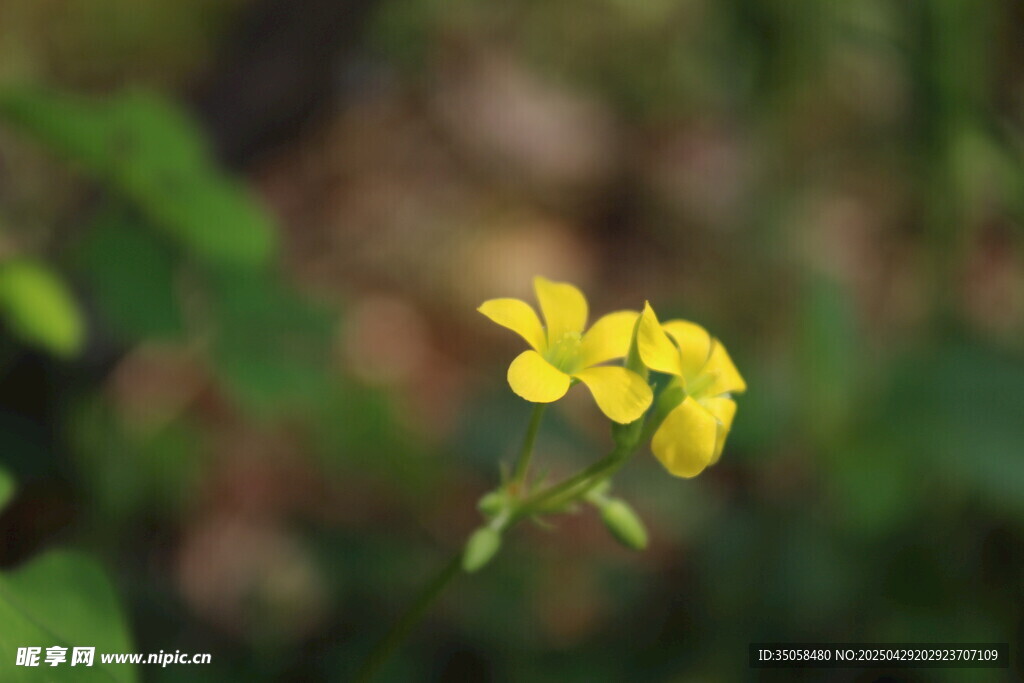 黃花酢漿草