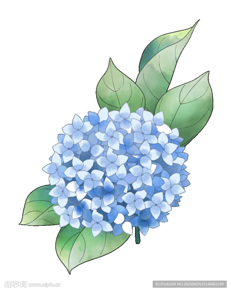 藍色繡球花水彩插畫