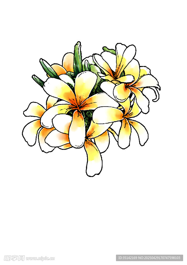 手繪雞蛋花花卉圖案
