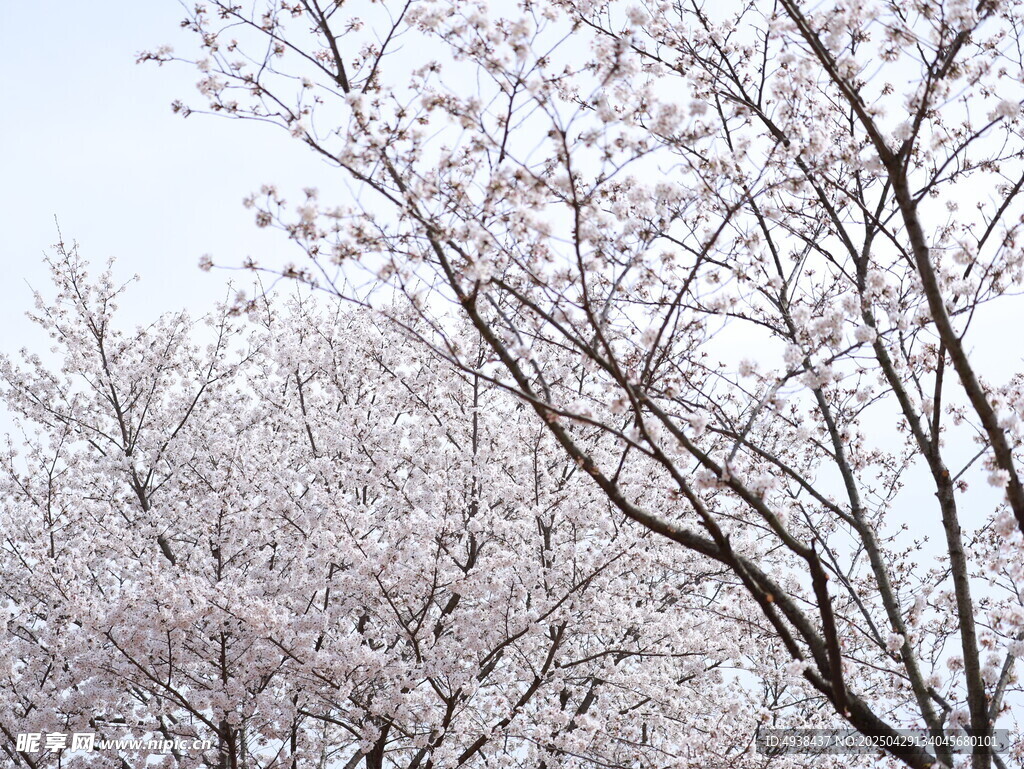 春日爛漫櫻花樹(shù)景