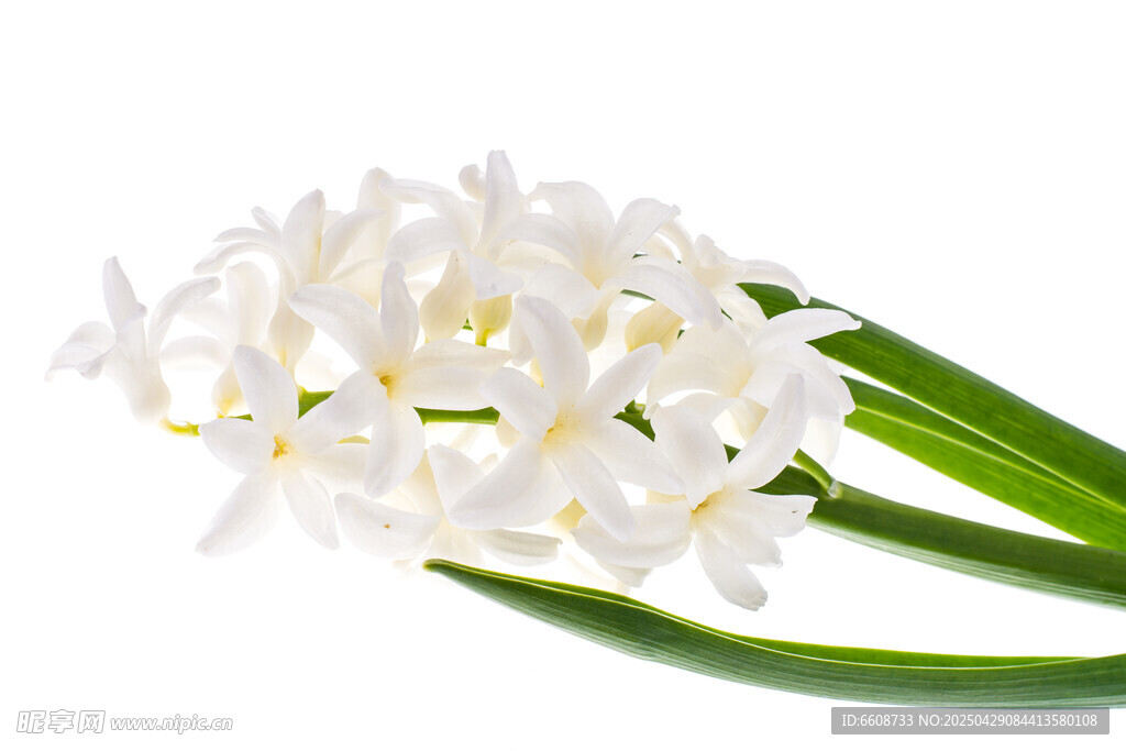 白色風信子花朵特寫