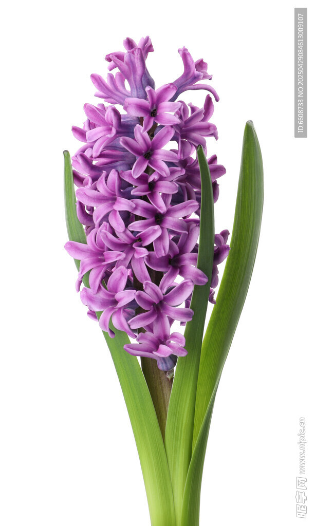 紫色風信子花卉特寫