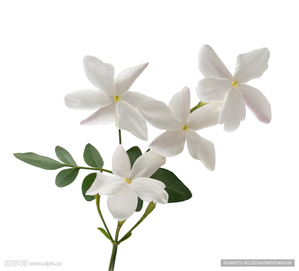 清新白色茉莉花枝特寫