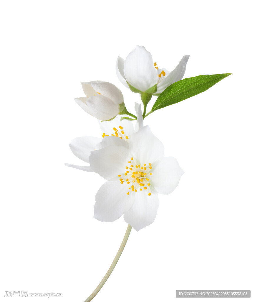 潔白茉莉花綻放