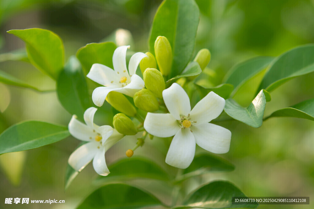 清新白色茉莉花綻放