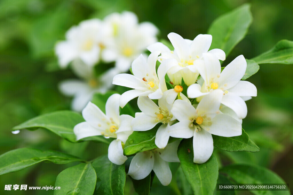 潔白茉莉花綻放綠葉間