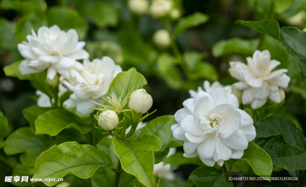 潔白茉莉花綻放綠葉間