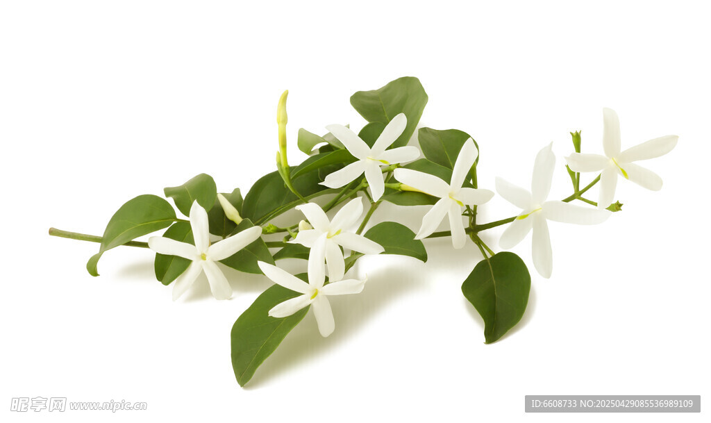 清新茉莉花枝