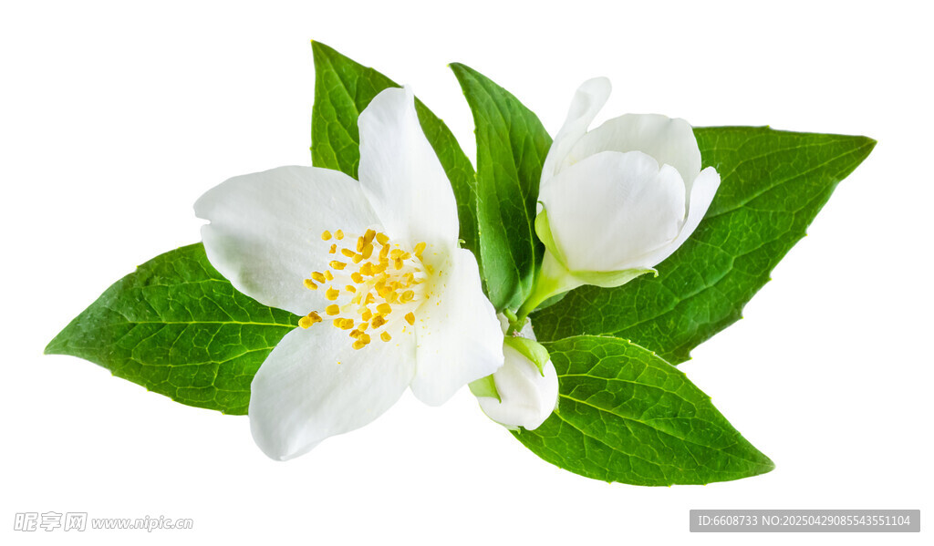 白色茉莉花與綠葉特寫
