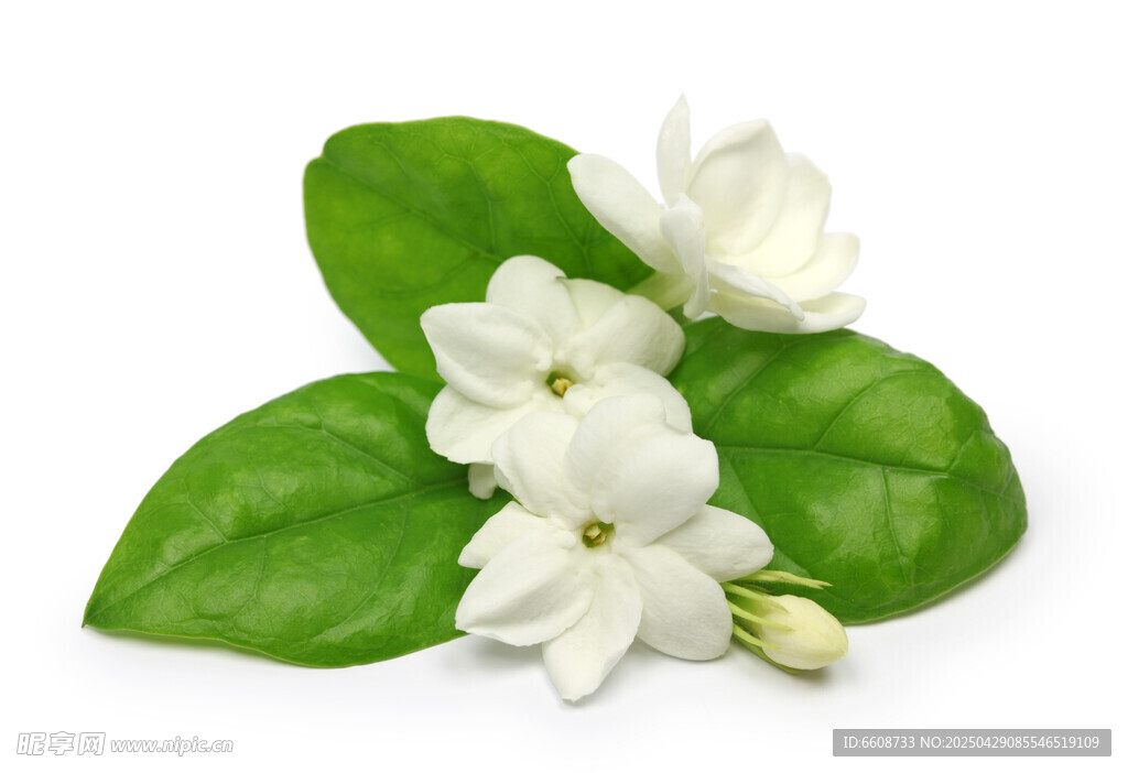 清新茉莉花與綠葉組合