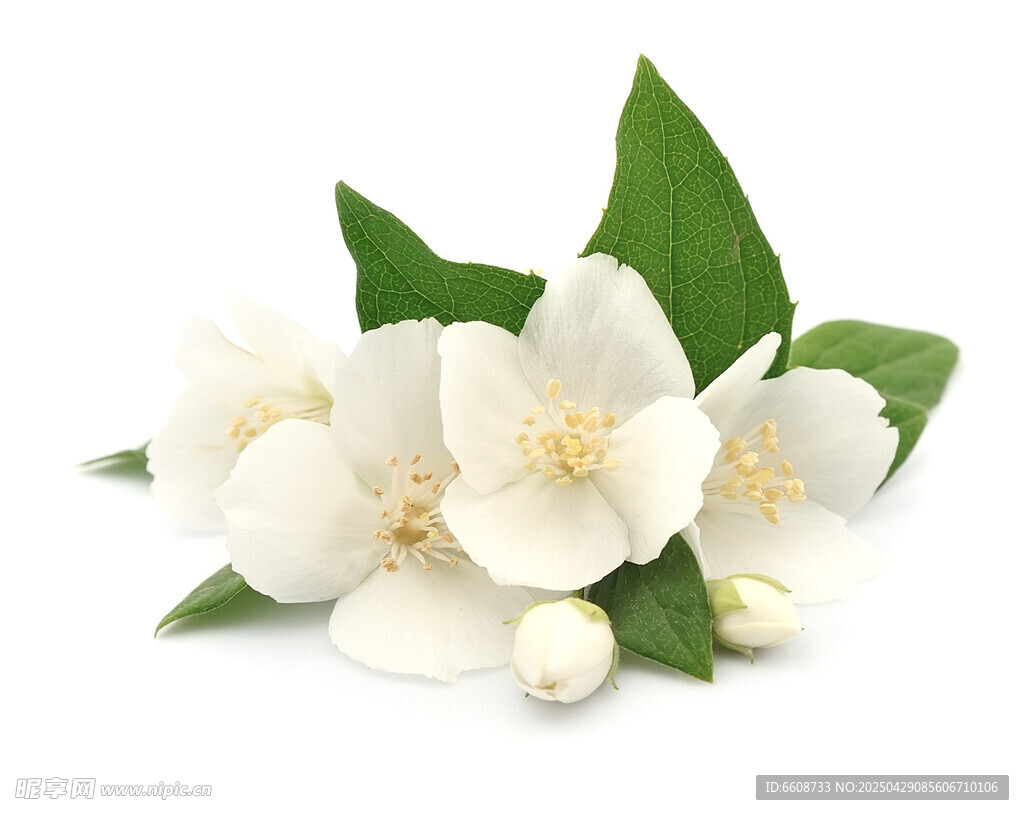 清新茉莉花綻放