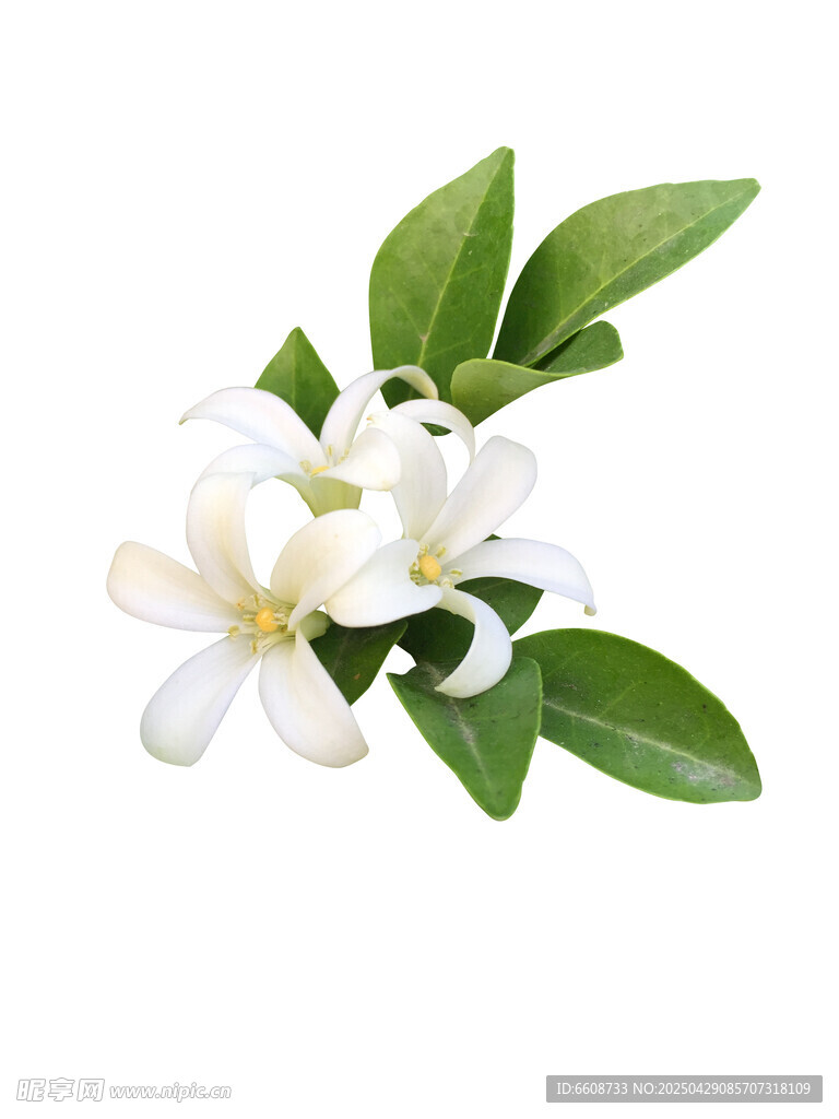 清新白色梔子花帶綠葉
