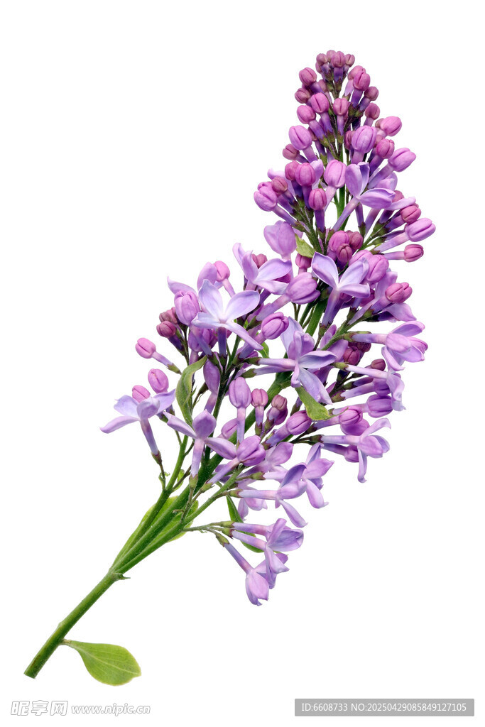 紫色丁香花特寫