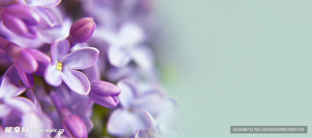 紫丁香花朵特寫