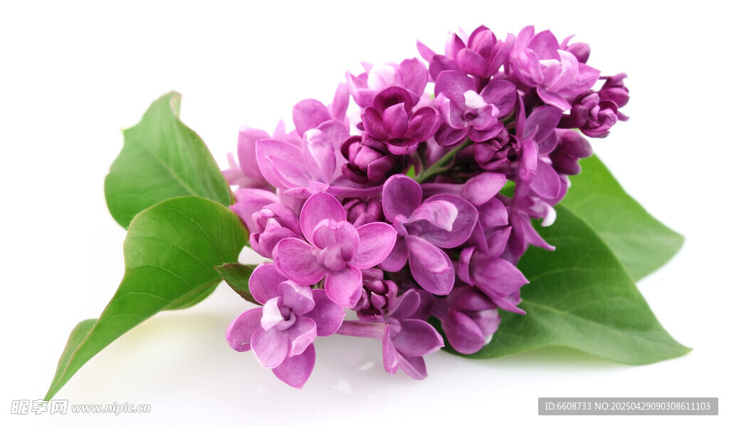 紫丁香花朵與綠葉特寫