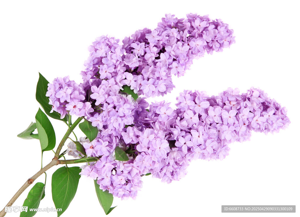 紫色丁香花特寫