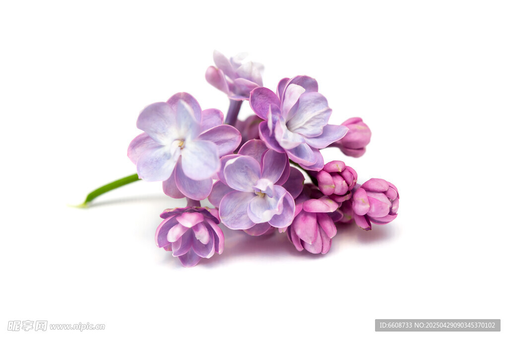 紫色丁香花特寫