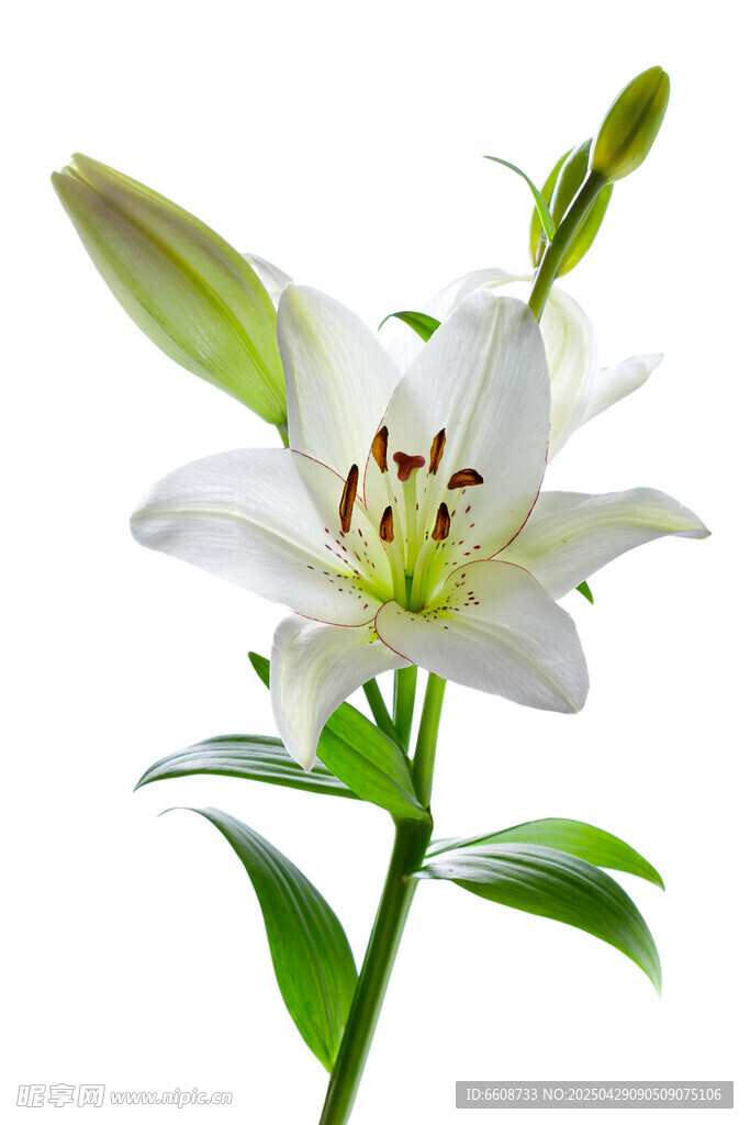 白色百合花特寫