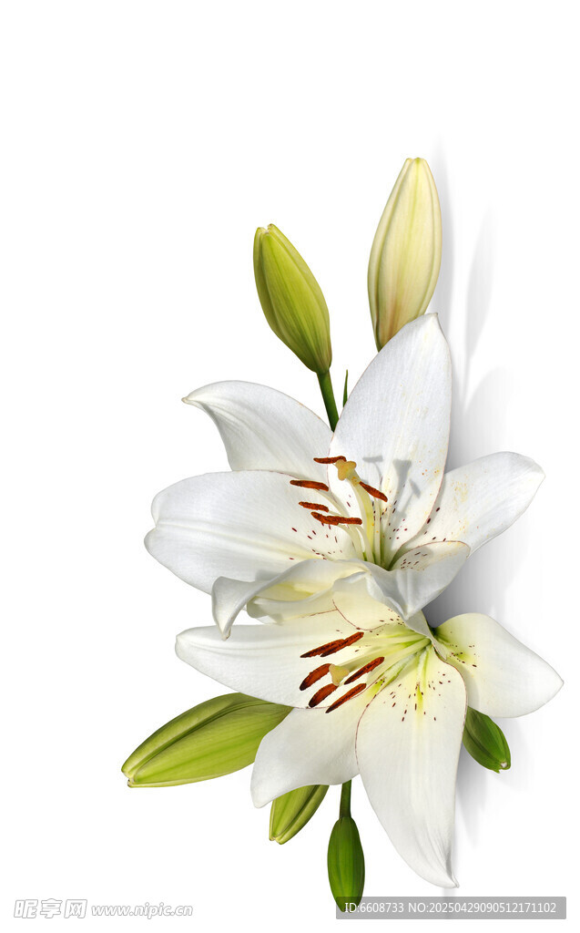 白色百合花綻放