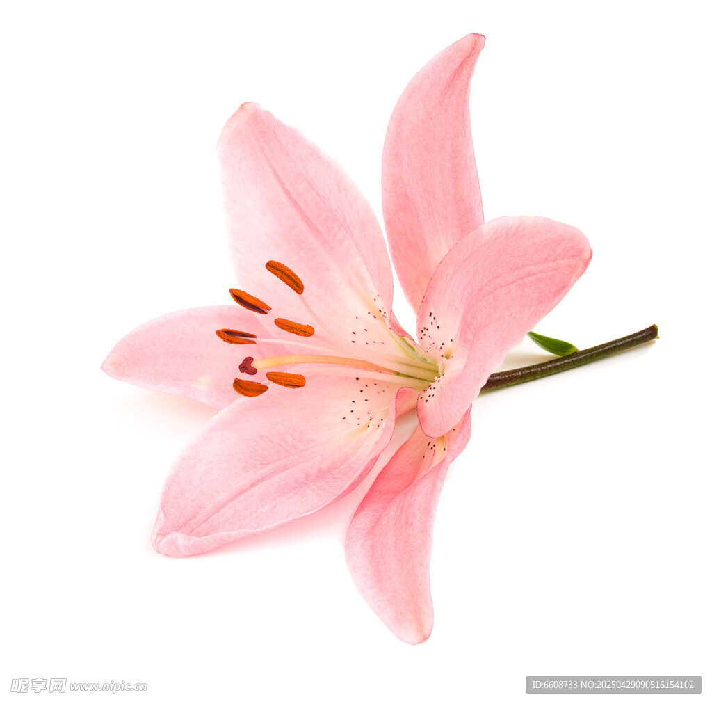 粉色百合花特寫(xiě)