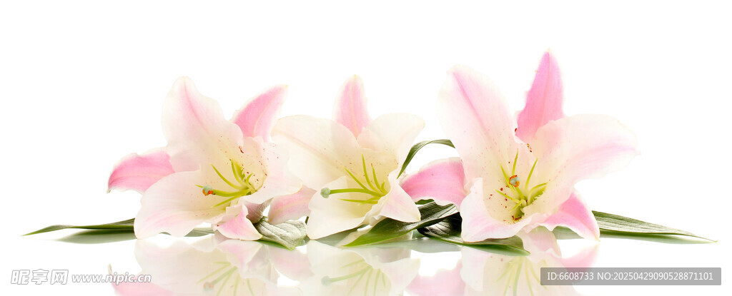 三朵粉色百合花綻放