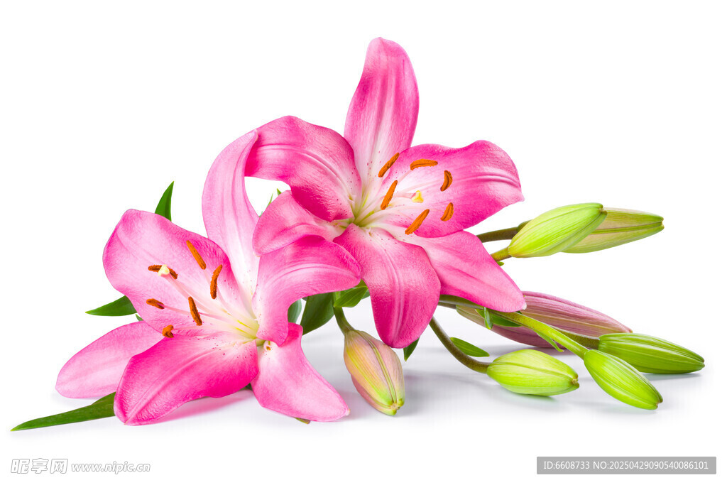 粉色百合花綻放